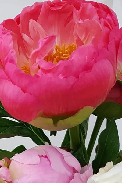 Peony Bouquet - Mangere Floral Studio