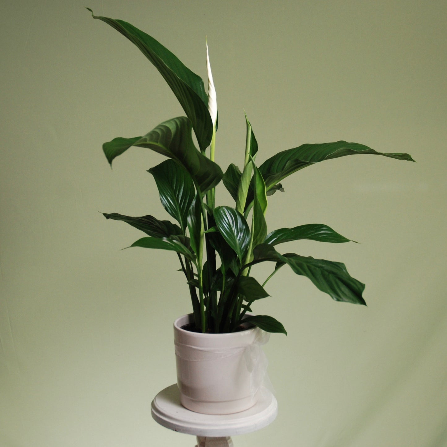 Peace Lily Plant