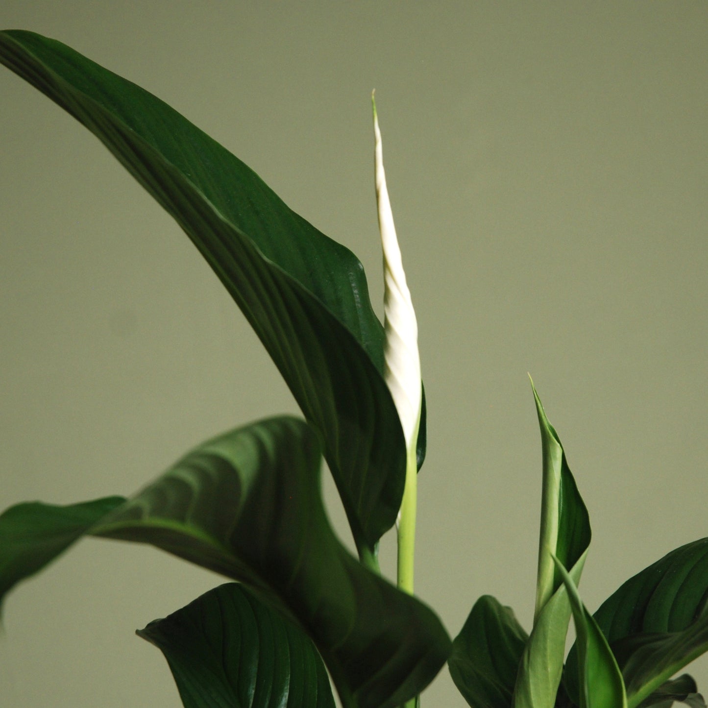 Peace Lily Plant