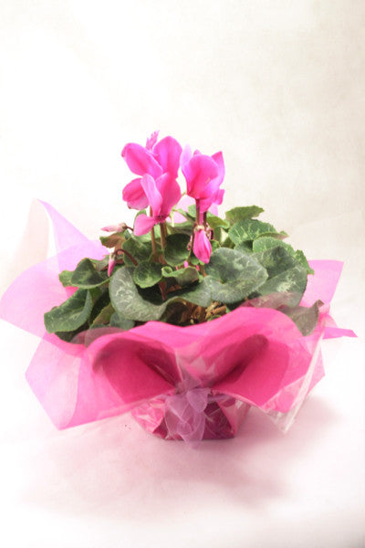 Cyclamen - Mangere Floral Studio