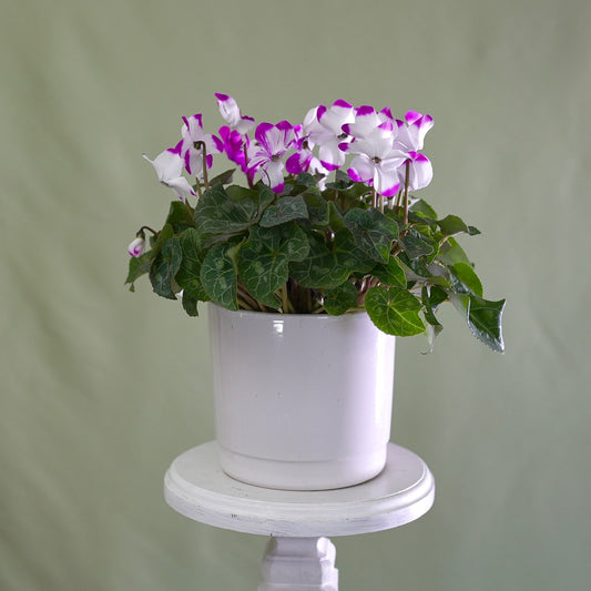 Seasonal Plant