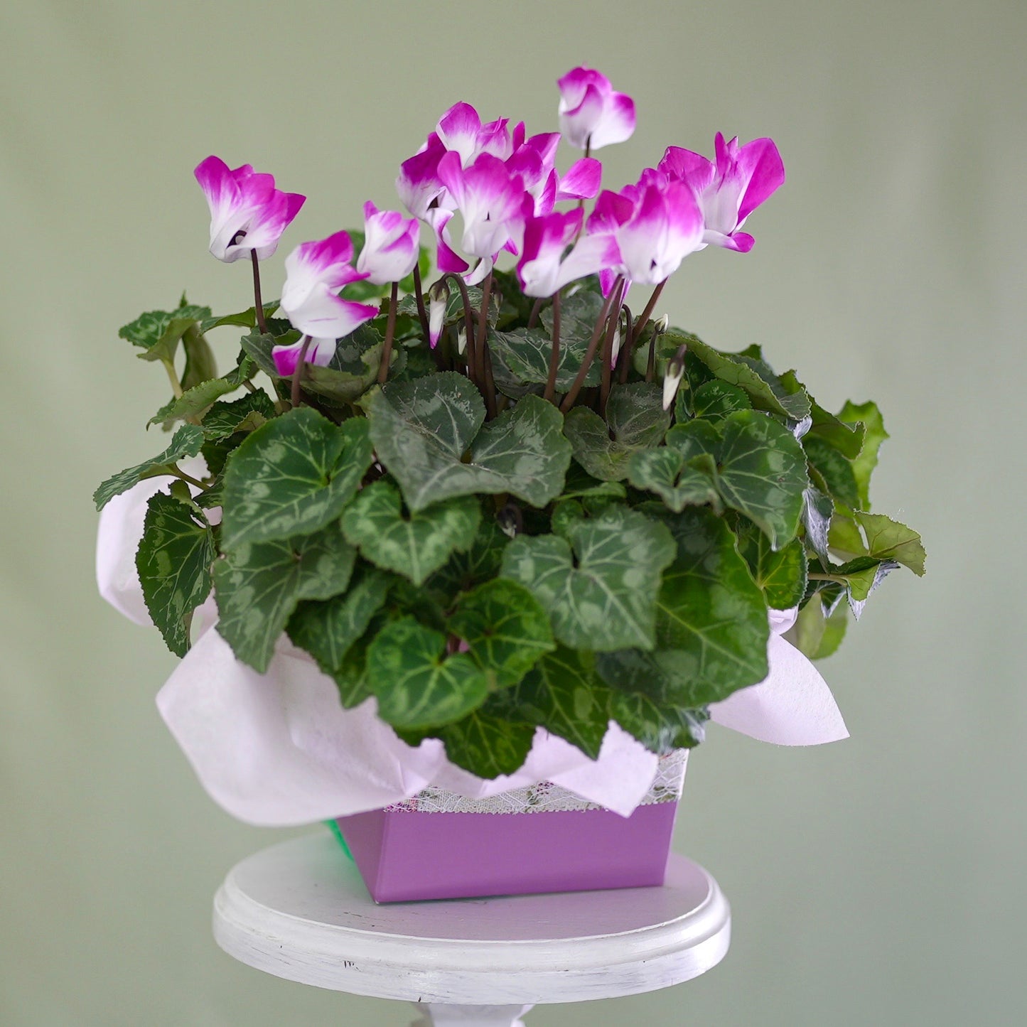 Seasonal Plant