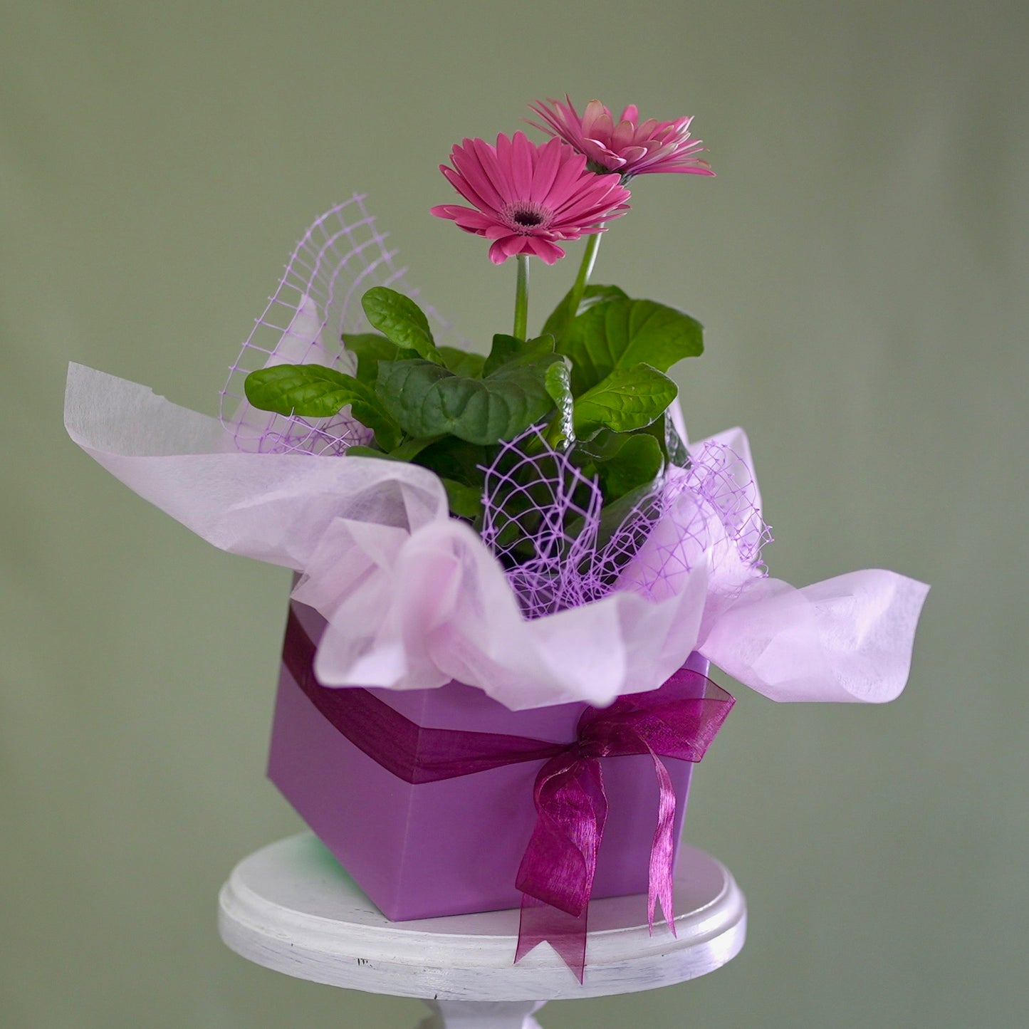 Seasonal Plant