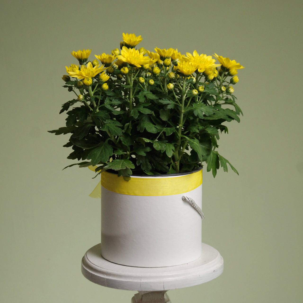Seasonal Plant